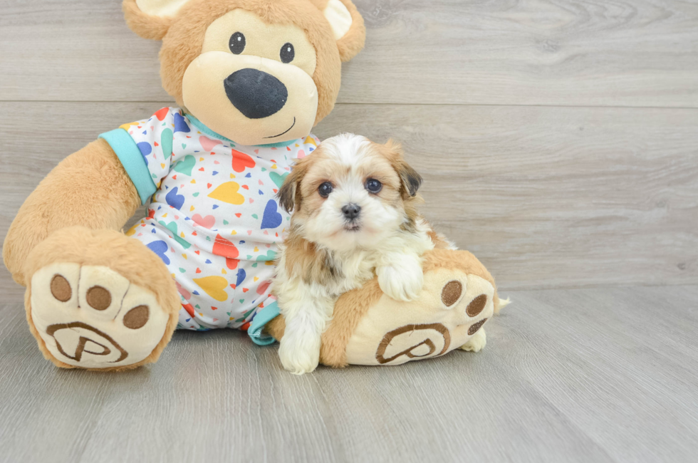 5 week old Havanese Puppy For Sale - Premier Pups