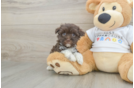 Havanese Pup Being Cute