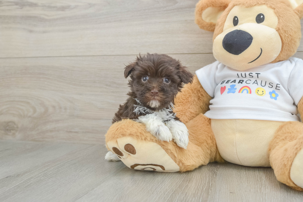 Havanese Pup Being Cute