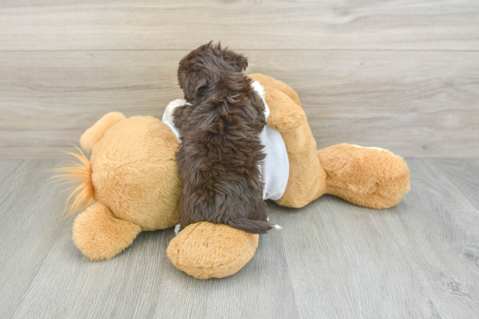 Best Havanese Baby