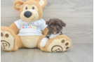 Best Havanese Baby
