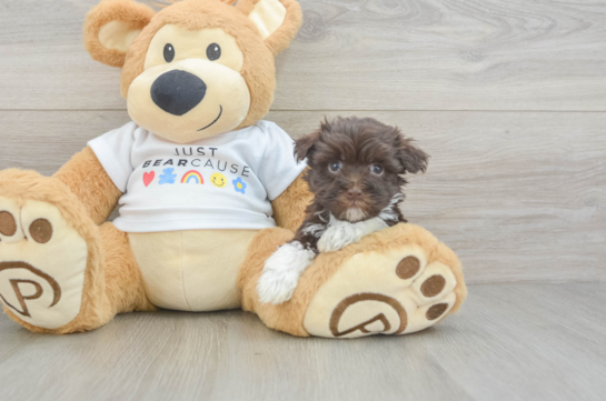 Best Havanese Baby