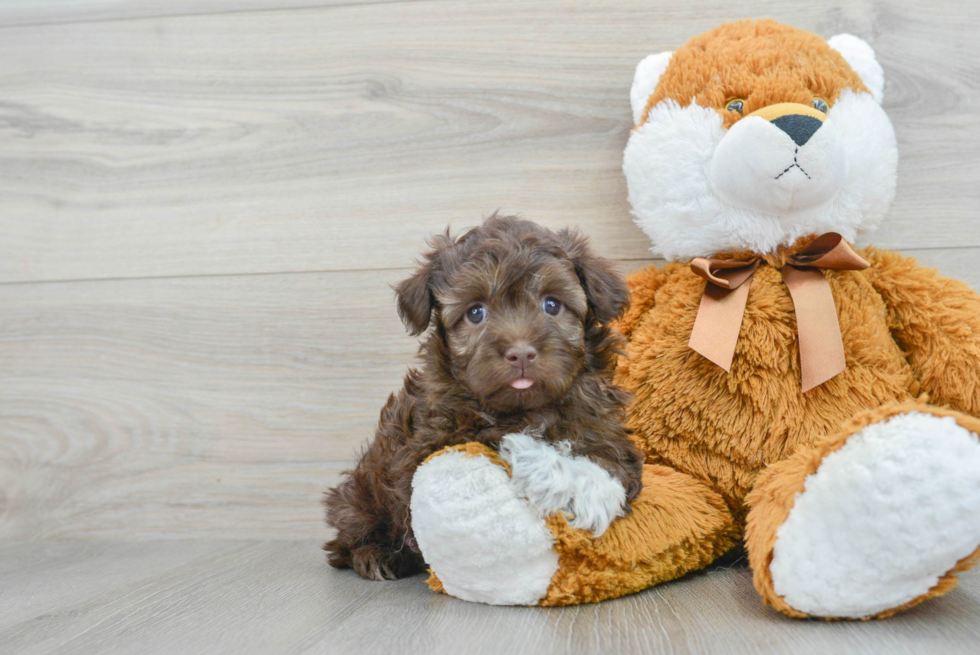 Havanese Puppy for Adoption