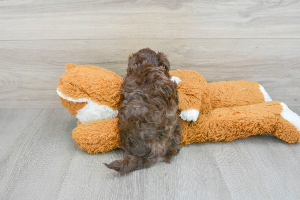 Friendly Havanese Baby