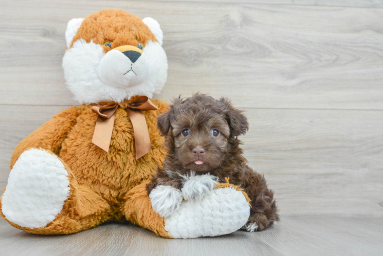 Havanese Puppy for Adoption