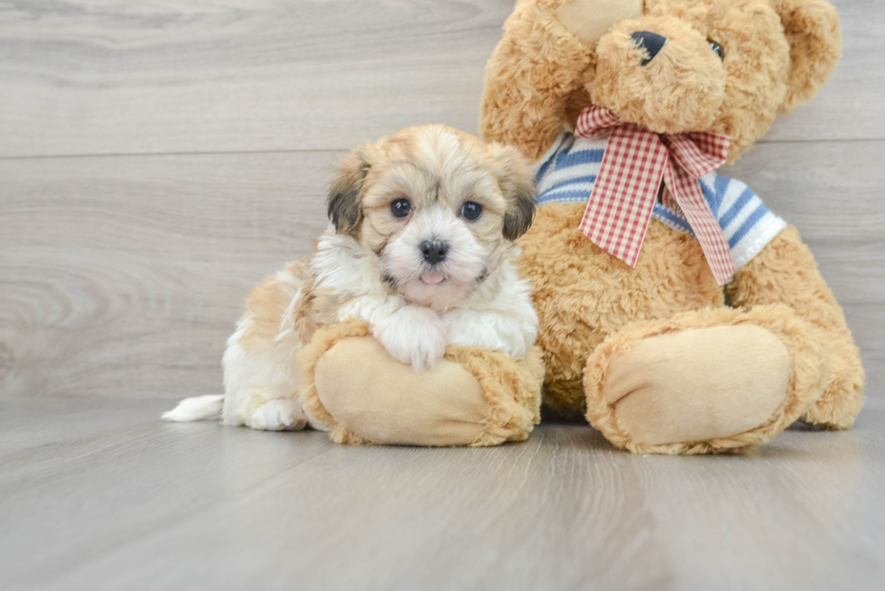 Cute Havanese Purebred Puppy