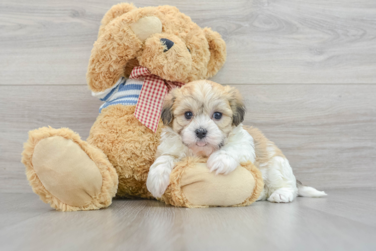 Little Havanese Purebred Pup