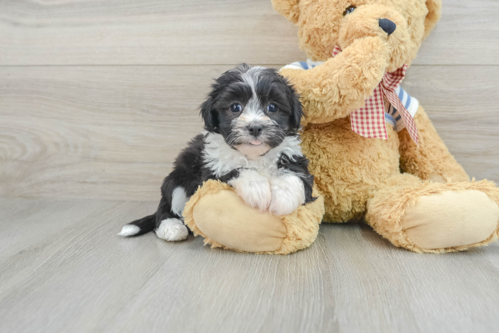 Havanese Puppy for Adoption