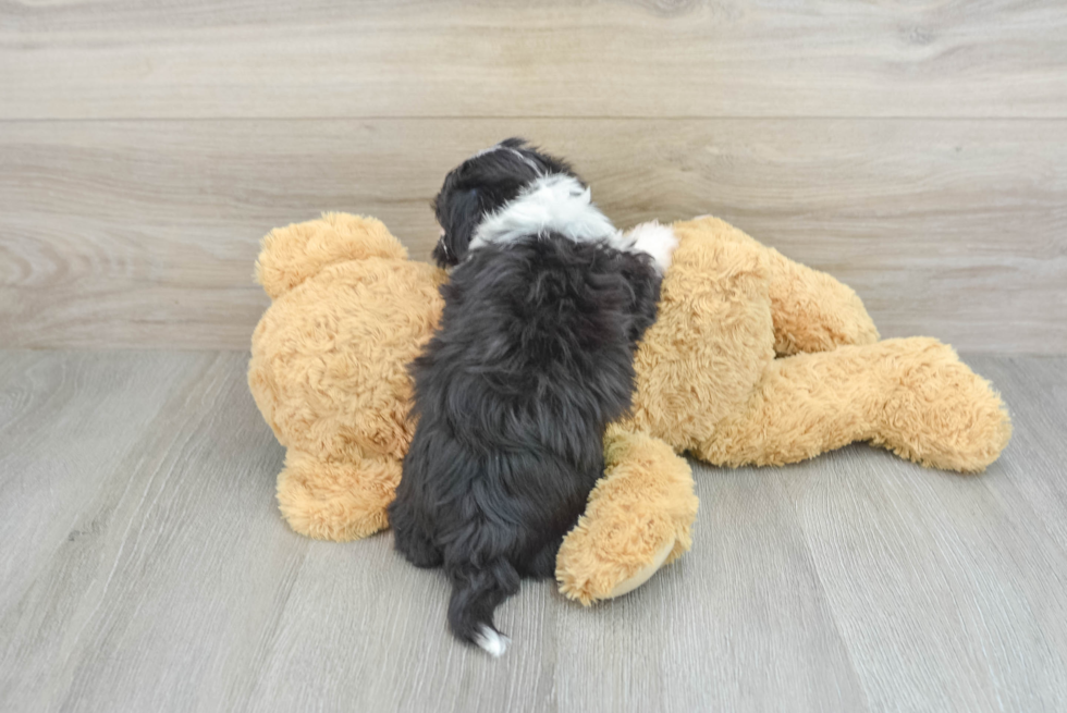 Havanese Pup Being Cute