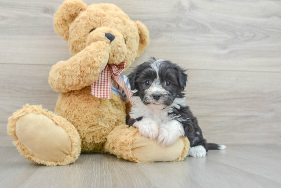 Energetic Bichon Havanes Purebred Puppy