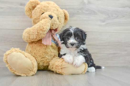 Energetic Bichon Havanes Purebred Puppy