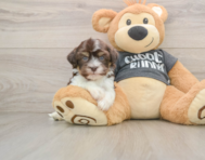 5 week old Havanese Puppy For Sale - Premier Pups