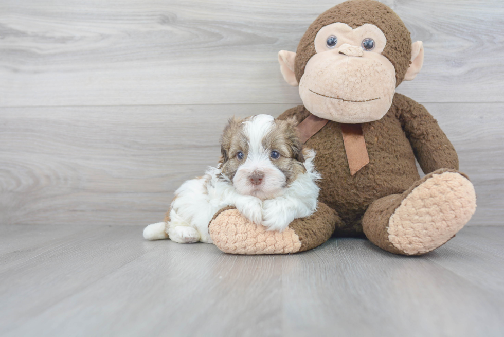 Havanese Puppy for Adoption