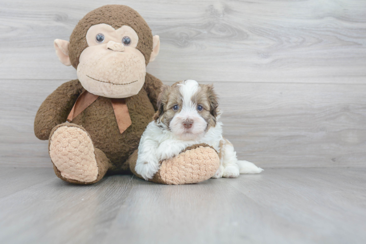 Havanese Puppy for Adoption