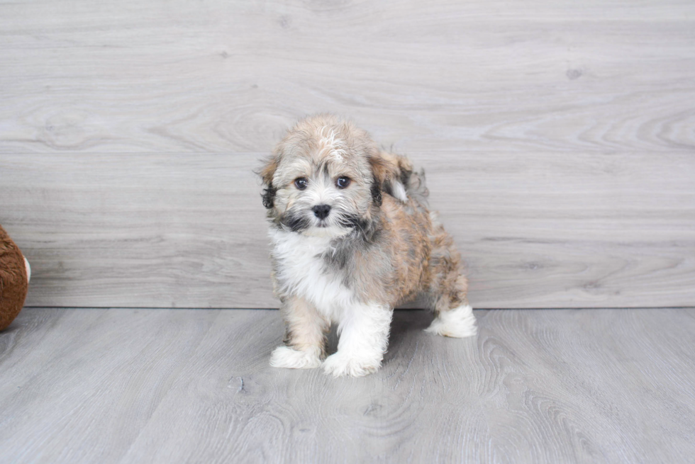 Havanese Pup Being Cute
