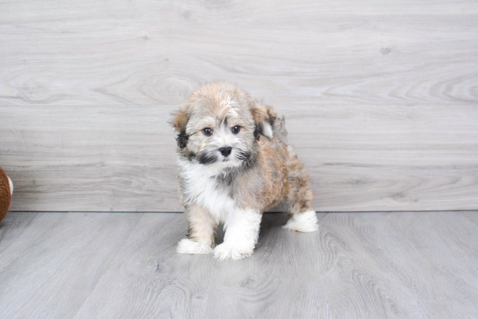 Cute Havanese Purebred Pup