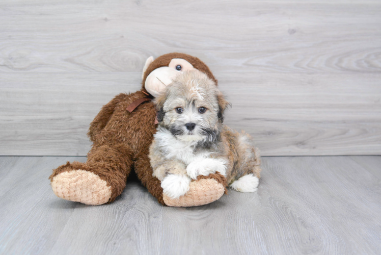 Havanese Pup Being Cute