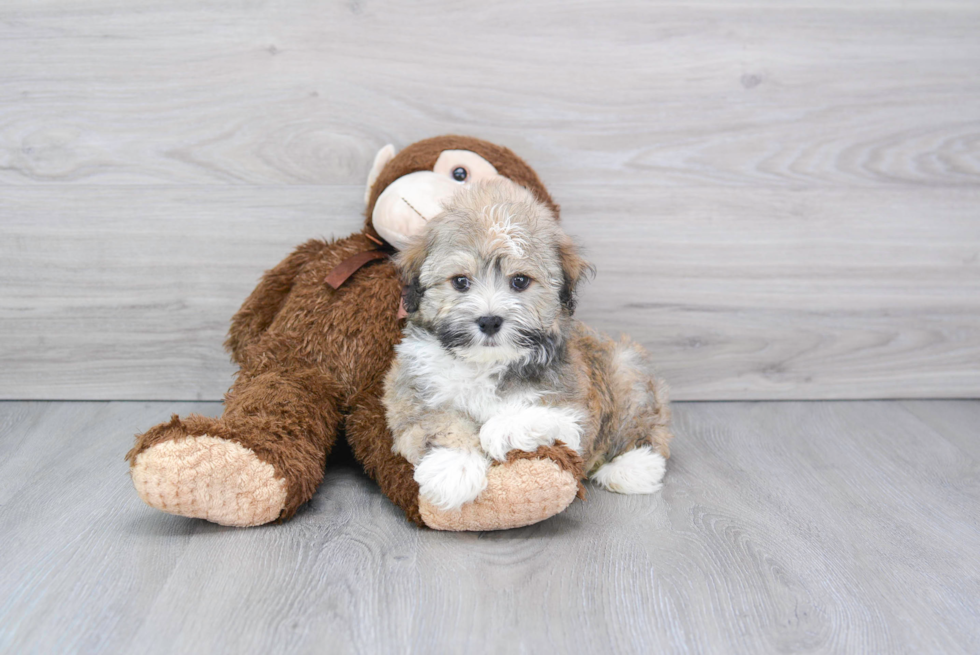 Havanese Pup Being Cute