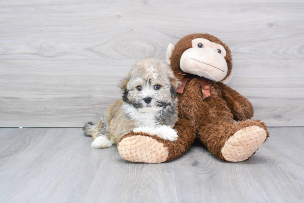 Havanese Puppy for Adoption