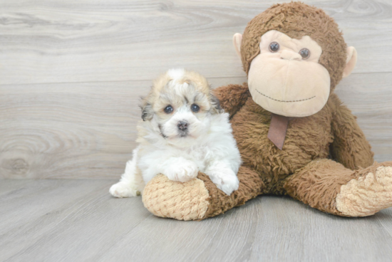 Little Havanese Purebred Pup