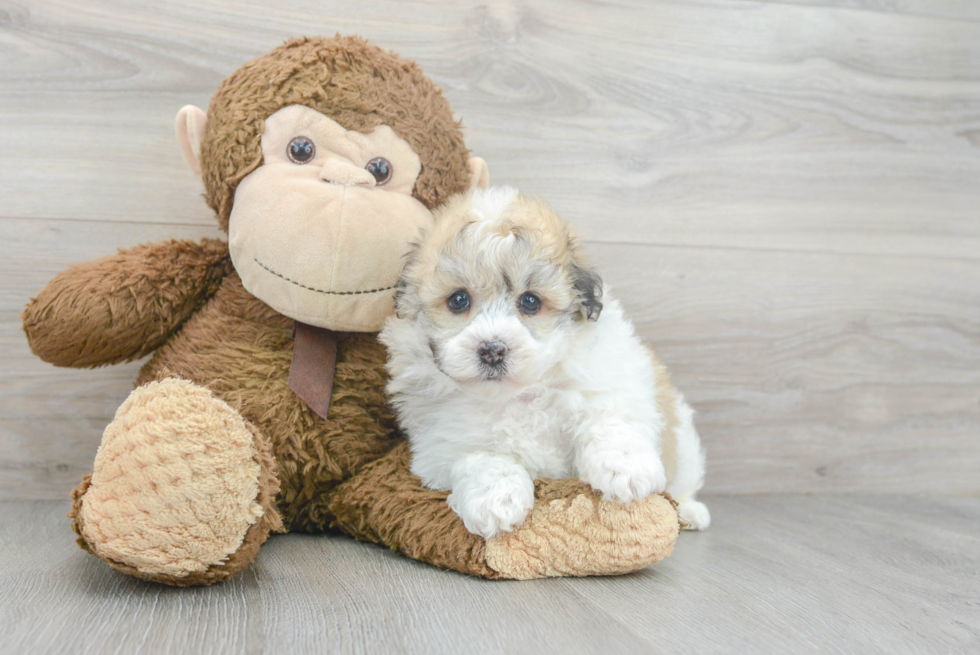 Fluffy Havanese Purebred Puppy