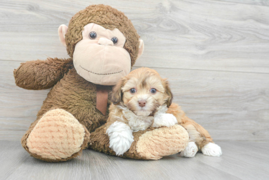 Funny Havanese Purebred Pup