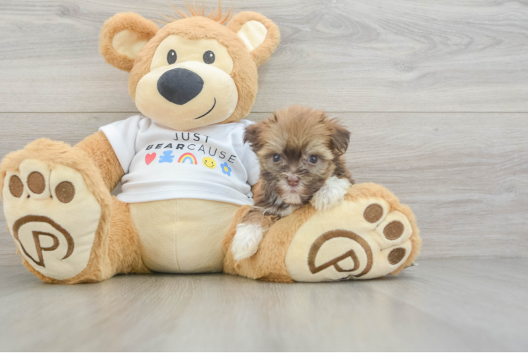 Best Havanese Baby