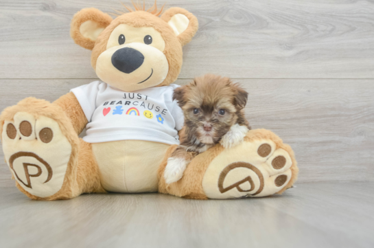 Best Havanese Baby