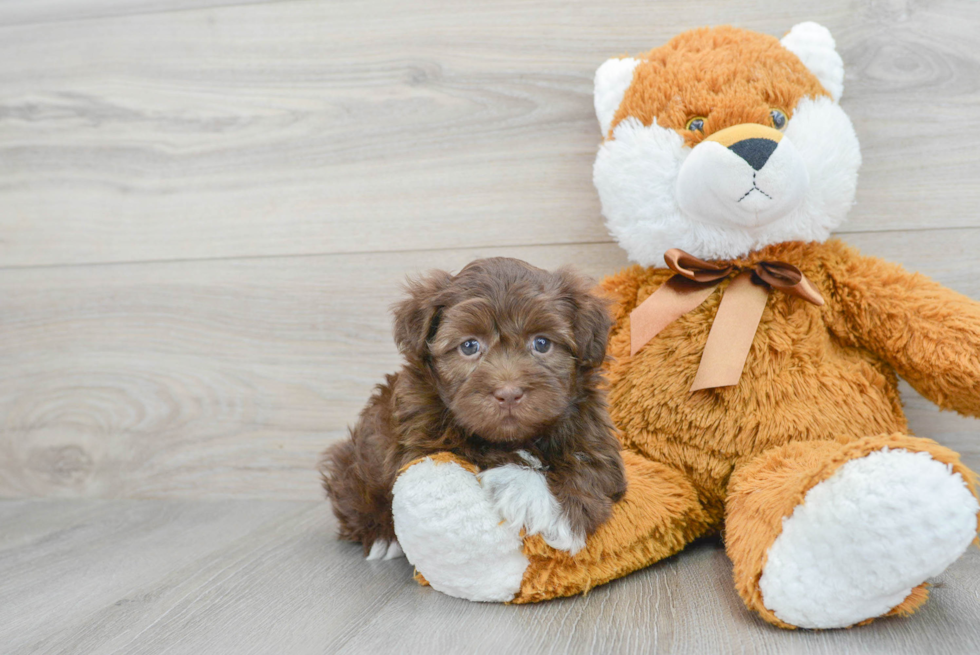 Havanese Puppy for Adoption