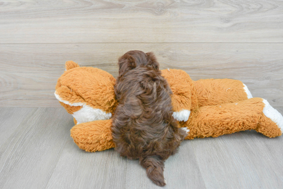 Havanese Puppy for Adoption