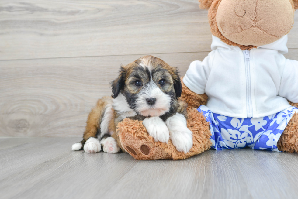 Havanese Puppy for Adoption