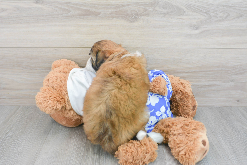 Playful Havanese Purebred Pup