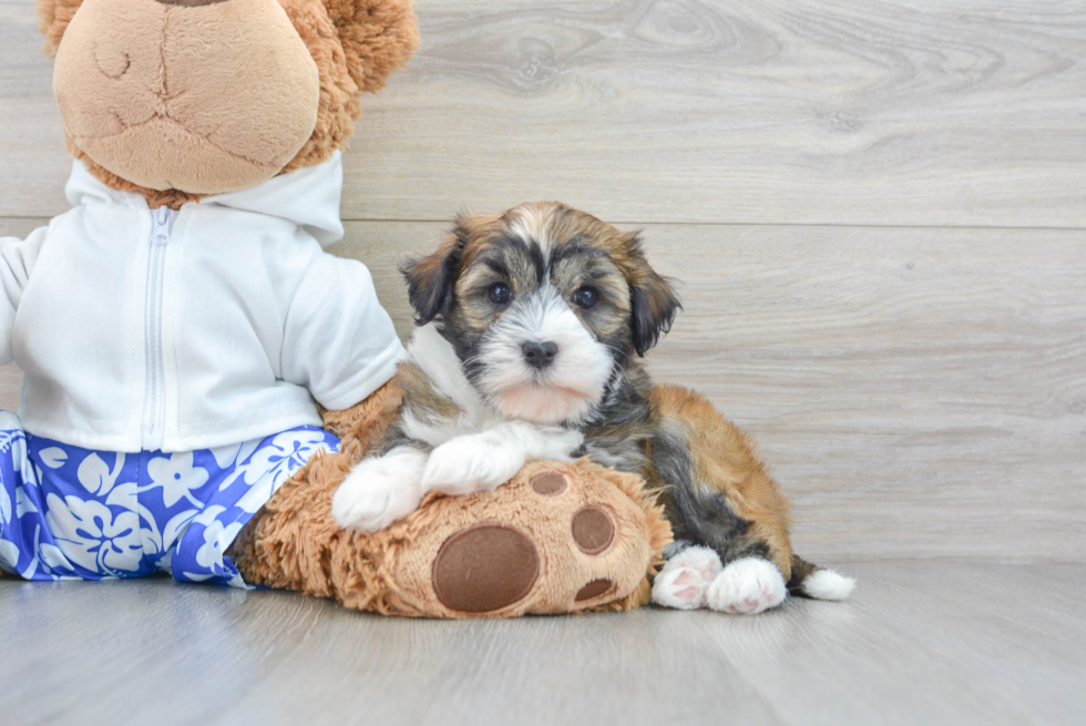 Havanese Pup Being Cute