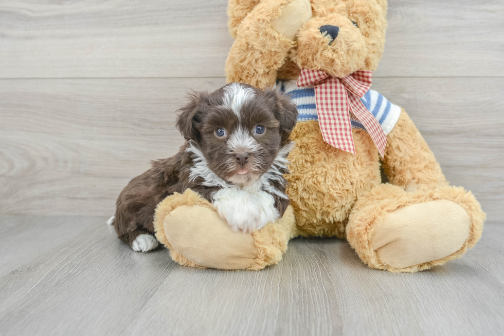 Small Havanese Purebred Pup