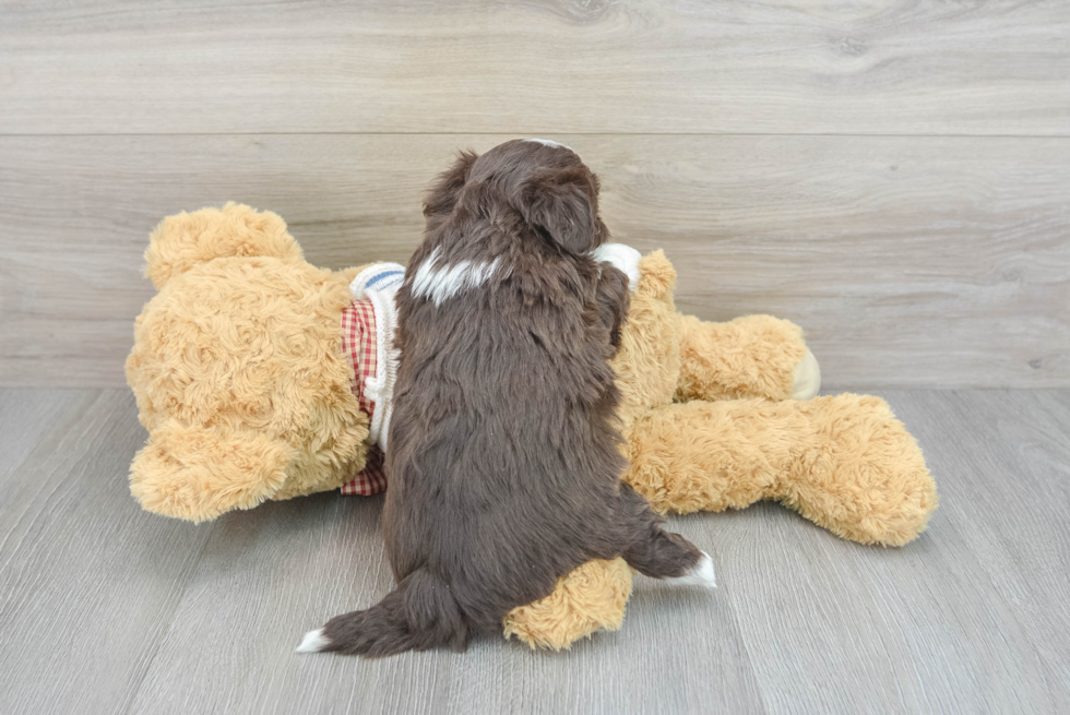 Little Havanese Baby