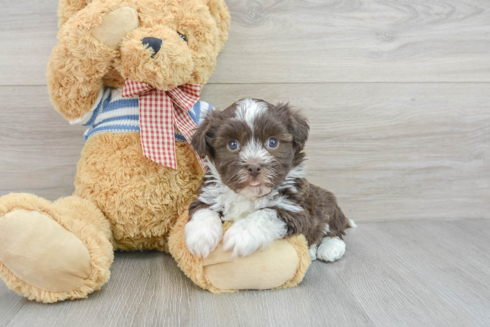 Havanese Puppy for Adoption