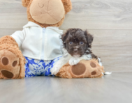 6 week old Havanese Puppy For Sale - Premier Pups