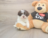 6 week old Havanese Puppy For Sale - Premier Pups