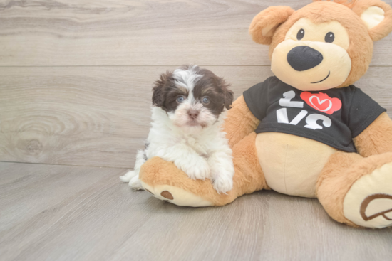 Popular Havanese Baby