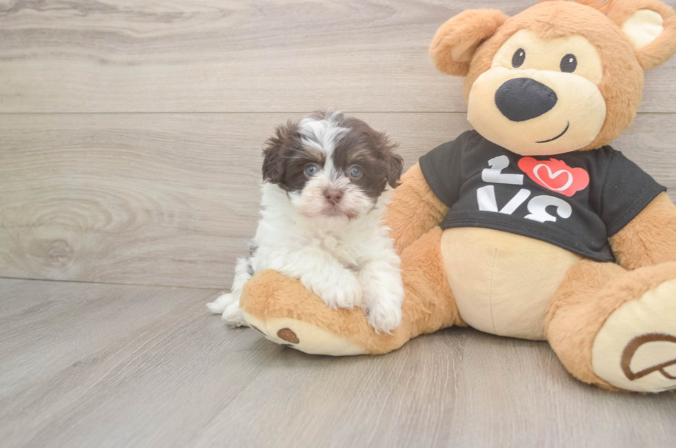 5 week old Havanese Puppy For Sale - Premier Pups