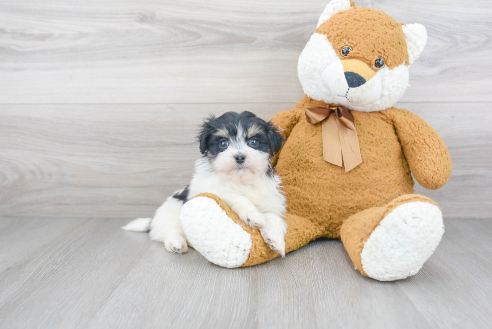 Best Havanese Baby