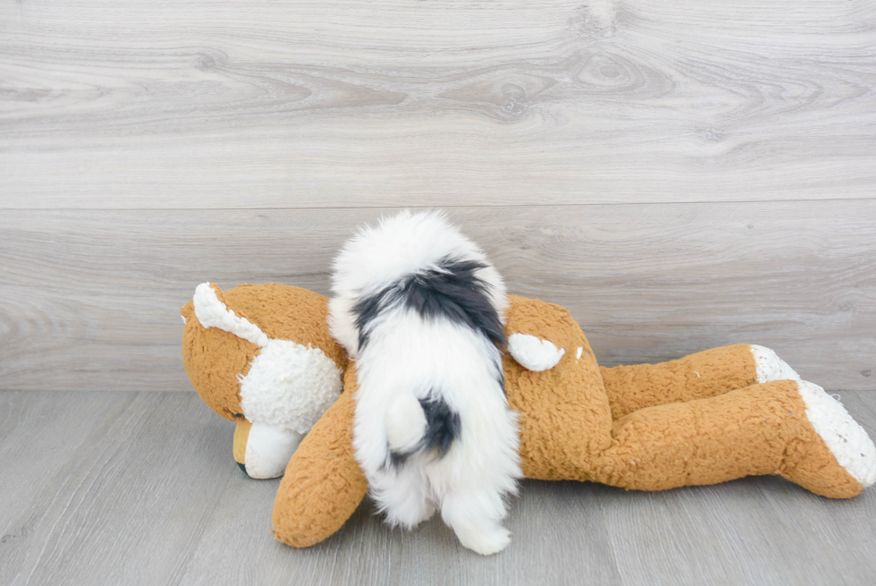 Havanese Pup Being Cute