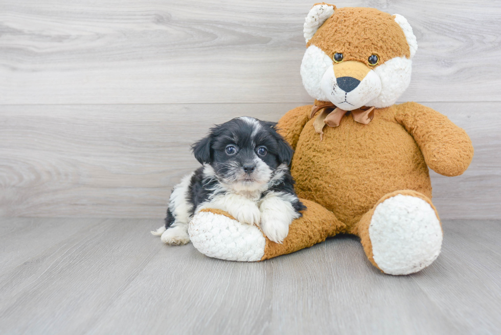 Playful Havanese Purebred Pup