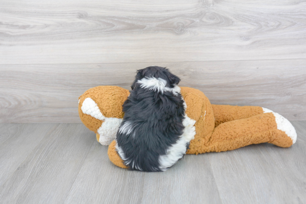 Small Havanese Baby