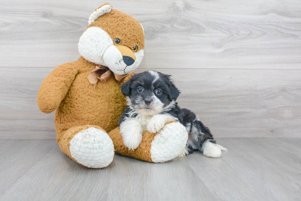 Adorable Havanese Purebred Puppy