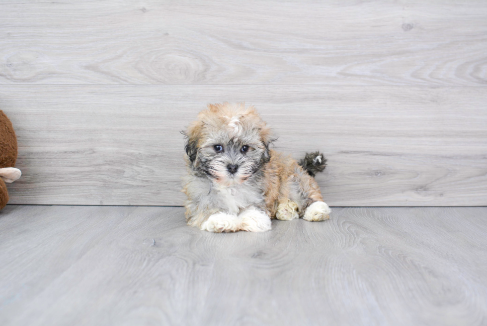 Havanese Puppy for Adoption