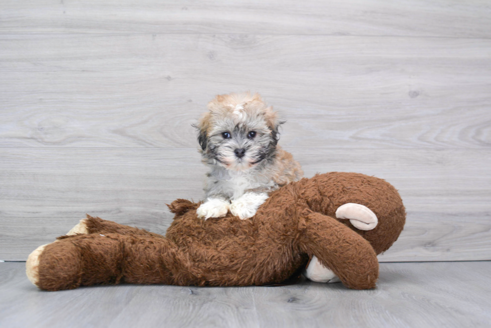 Havanese Pup Being Cute