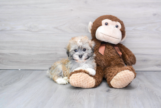 Fluffy Havanese Purebred Puppy