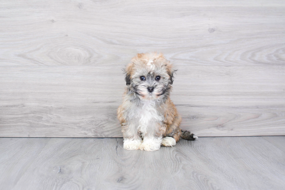 Best Havanese Baby