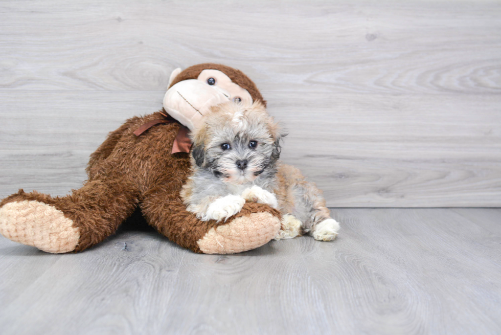 Havanese Pup Being Cute